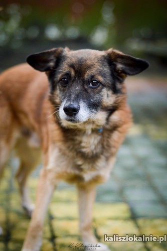 nieduzy-kotolubny-bercik-psi-cudaczek-szuka-domu-48276-zdjecia.jpg