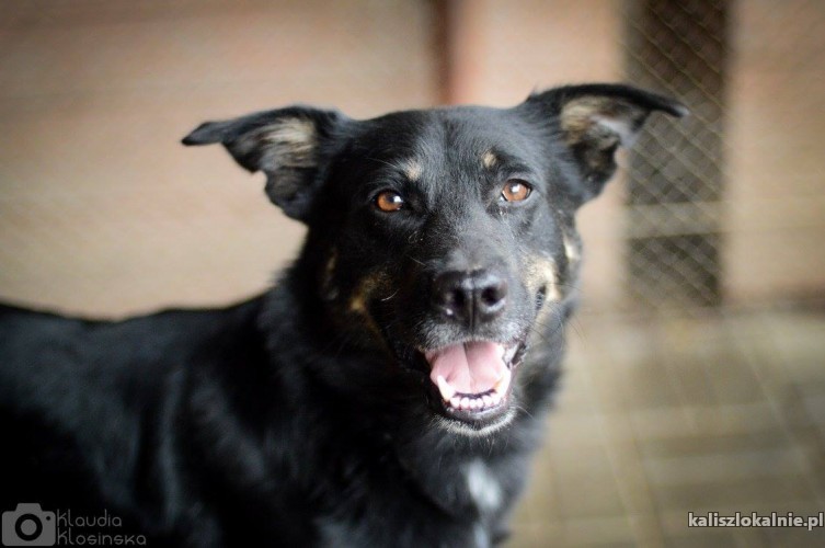 laki-cudowny-przyjazny-usmiechniety-super-pies-szuka-domu-48286-kalisz-foto.jpg