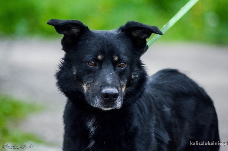 laki-cudowny-przyjazny-usmiechniety-super-pies-szuka-domu-48286-kalisz-na-sprzedaz.jpg