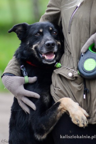 laki-cudowny-przyjazny-usmiechniety-super-pies-szuka-domu-48286-kalisz.jpg