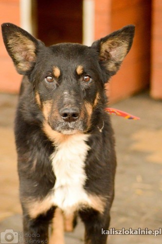 siodmy-cudowny-niekonfliktowy-psiak-do-pokochania-48288-kalisz.jpg