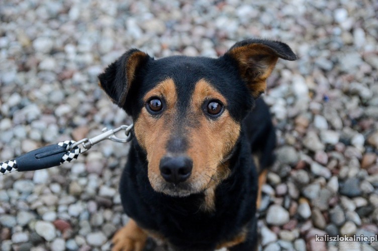 bobik-niskopodlogowy-niekonfliktowy-psiaczek-szuka-domu-48290-kalisz.jpg