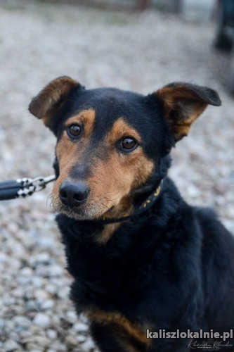 bobik-niskopodlogowy-niekonfliktowy-psiaczek-szuka-domu-48290-psy.jpg