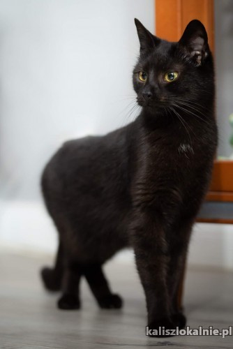 czarne-mruczaste-pieknosci-do-pokochania-48291-kalisz.jpg