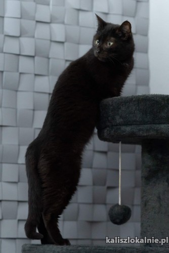 czarne-mruczaste-pieknosci-do-pokochania-48291-koty.jpg