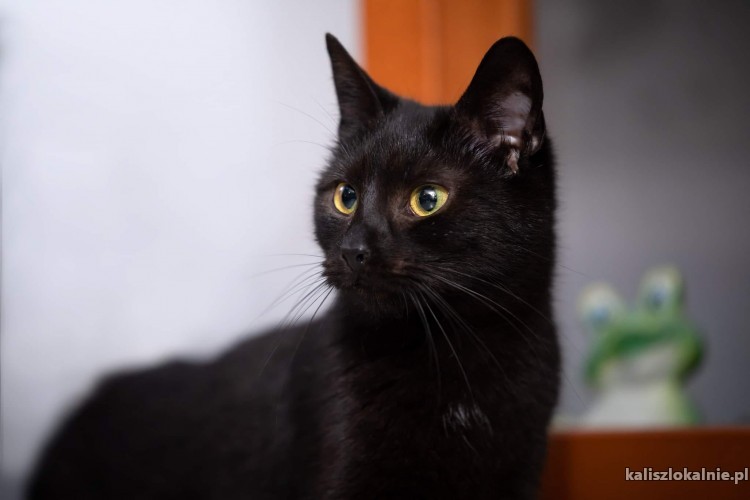 czarne-mruczaste-pieknosci-do-pokochania-48291-sprzedam.jpg