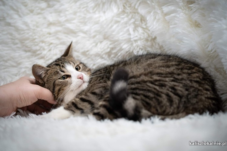 8-miesieczny-brutus-domowy-przyjazny-kocurek-48304-sprzedam.jpg