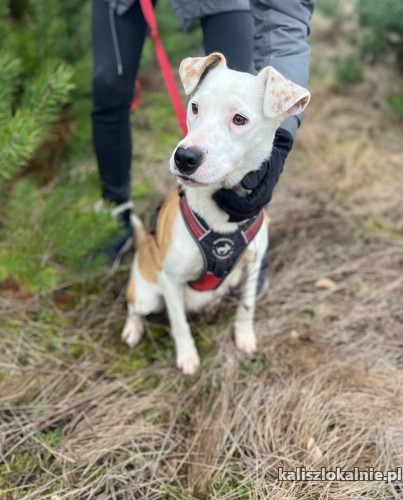 lucy-idealna-przeslodka-i-bardzo-smutna-48321-kalisz-foto.jpg