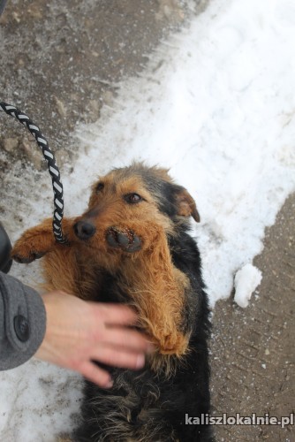 mloda-terrierkowata-aria-wpatrzona-w-czlowieka-48323-kalisz-foto.jpg