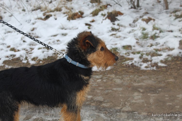 mloda-terrierkowata-aria-wpatrzona-w-czlowieka-48323-kalisz.jpg