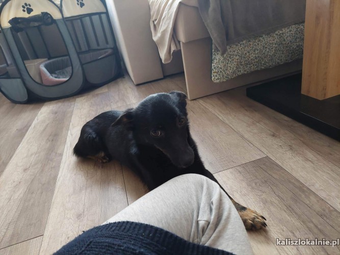malenka-domowa-sisi-szuka-wspanialego-domu-48326-kalisz.jpg