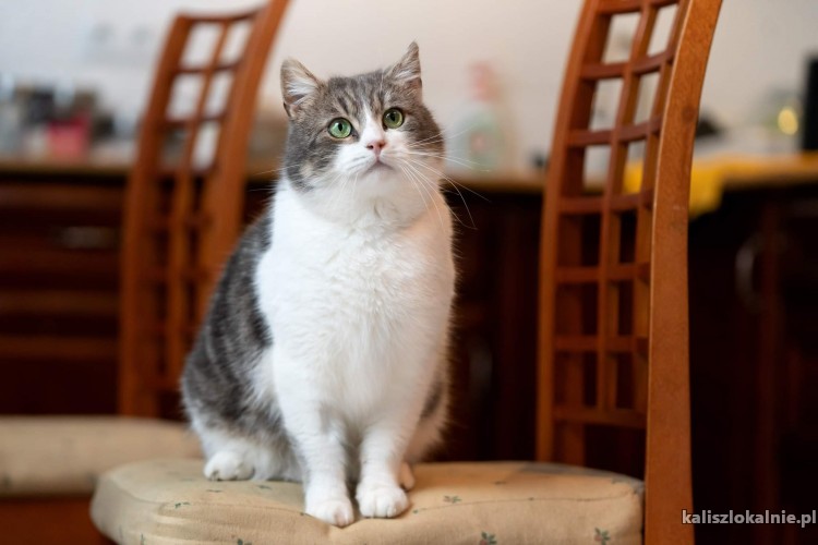 dyzio-mlody-fajny-kocur-do-pokochania-48341-kalisz.jpg