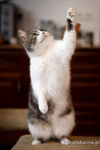 dyzio-mlody-fajny-kocur-do-pokochania-48341-sprzedam.jpg