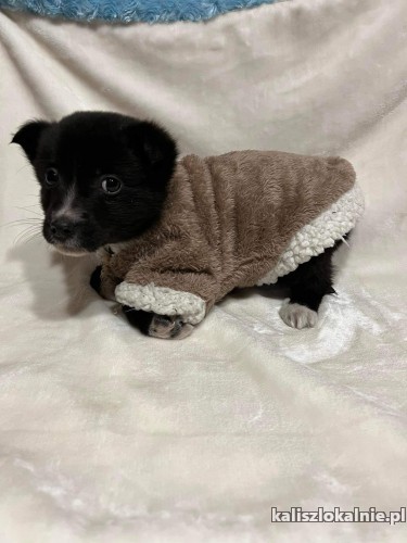 7-tygodniowy-maluszek-do-pokochania-48404-sprzedam.jpg