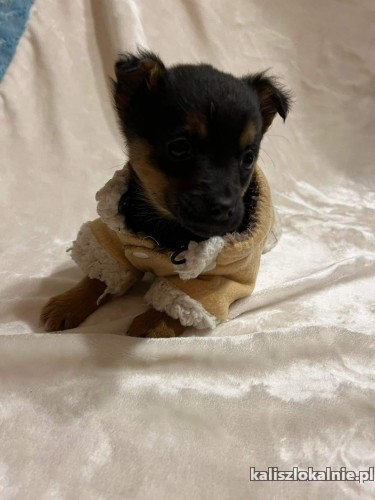 kruszynka-hania-7-tygodniowy-szczeniak-adopcja-48406-kalisz.jpg