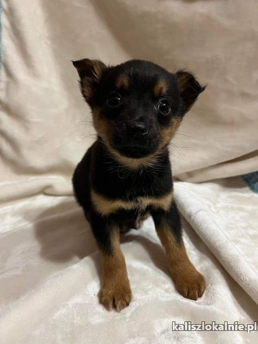 kruszynka-hania-7-tygodniowy-szczeniak-adopcja-48406-sprzedam.jpg
