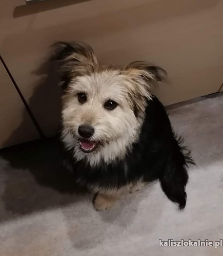 mlodziutka-wspaniala-kiki-do-pokochania-od-zaraz-48417-psy.jpg