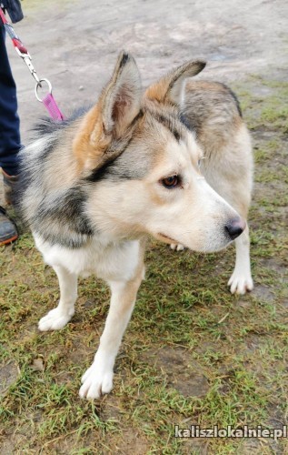 mlodziutki-karmel-w-typie-husky-szuka-domu-48441-kalisz.jpg