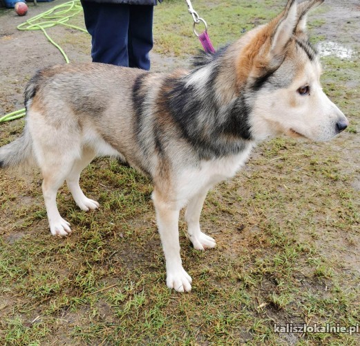 mlodziutki-karmel-w-typie-husky-szuka-domu-48441-psy.jpg