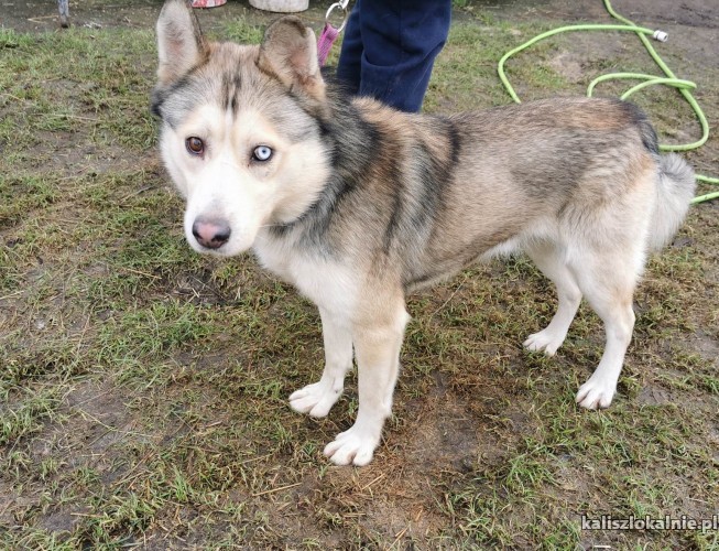 mlodziutki-karmel-w-typie-husky-szuka-domu-48441-sprzedam.jpg