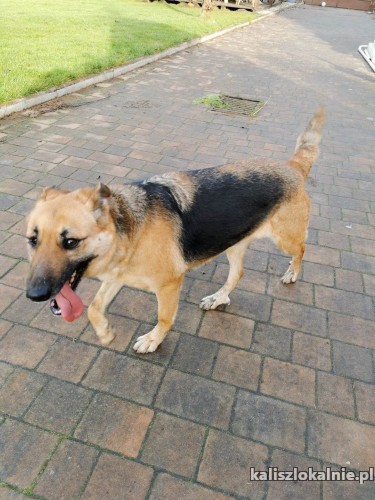 chita-przekochana-sunia-w-typie-owczarka-niemieckiego-48442-sprzedam.jpg