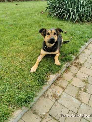 mara-cudowna-przyjacielska-mlodziutka-sunia-do-adopcji-48444-kalisz.jpg
