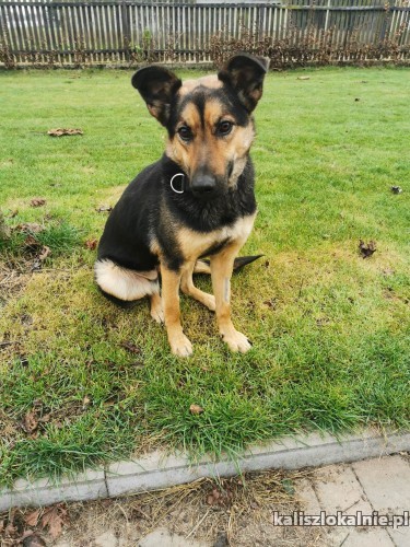mara-cudowna-przyjacielska-mlodziutka-sunia-do-adopcji-48444-psy.jpg