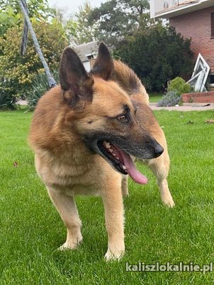 irek-miniaturowy-owczarek-niemiecki-szuka-domu-48485-kalisz.jpg