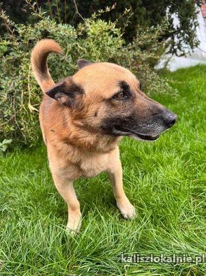 irek-miniaturowy-owczarek-niemiecki-szuka-domu-48485-psy.jpg
