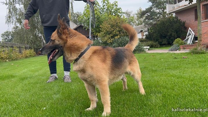 irek-miniaturowy-owczarek-niemiecki-szuka-domu-48485-sprzedam.jpg