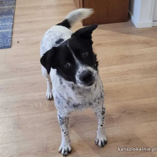 mlody-pepper-nakrapiany-wesolek-domowy-psiak-48489-psy.jpg
