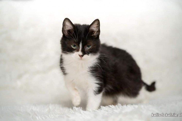 6-miesieczna-niesmiala-koteczka-lulu-48512-sprzedam.jpg