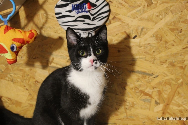 plamka-odwazna-przyjazna-mlodziutka-koteczka-48526-kalisz.jpg