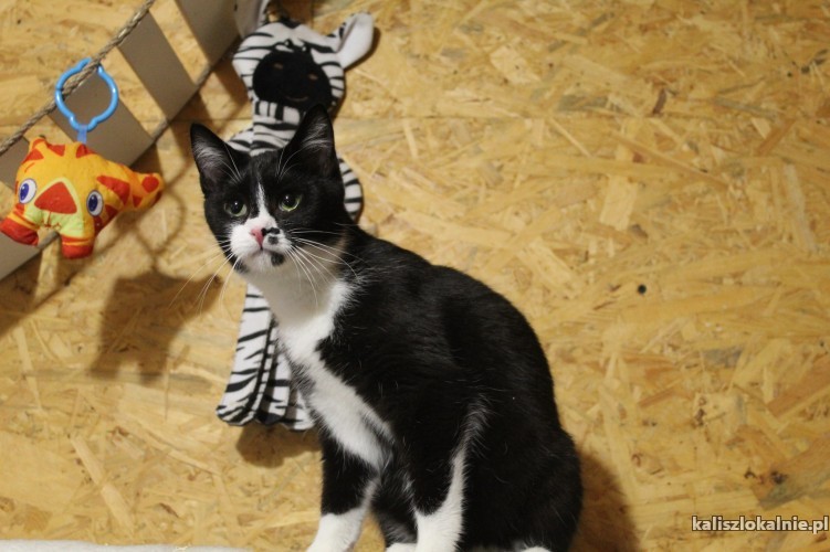 plamka-odwazna-przyjazna-mlodziutka-koteczka-48526-koty.jpg