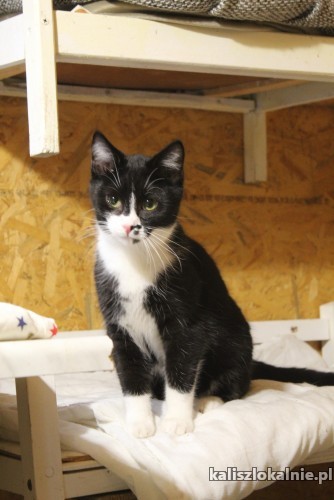 plamka-odwazna-przyjazna-mlodziutka-koteczka-48526-sprzedam.jpg