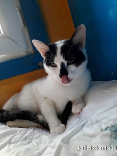 lapek-niesamowicie-tulasny-przyjazny-kocurek-do-pokochania-48542-kalisz.jpg