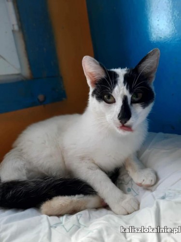 lapek-niesamowicie-tulasny-przyjazny-kocurek-do-pokochania-48542-koty.jpg