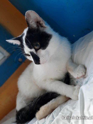 lapek-niesamowicie-tulasny-przyjazny-kocurek-do-pokochania-48542-sprzedam.jpg