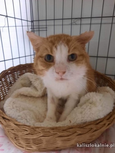rudy-mrrruczasty-kotek-do-pokochania-48544-kalisz.jpg