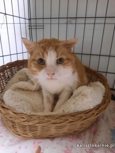 rudy-mrrruczasty-kotek-do-pokochania-48544-sprzedam.jpg