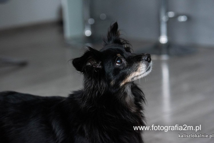 domowa-niekonfliktowa-tamaja-mala-suczka-do-pokochania-48549-kalisz.jpg