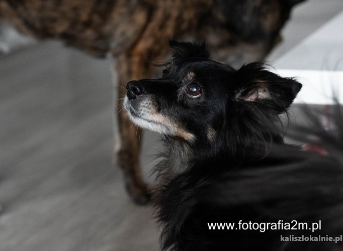 domowa-niekonfliktowa-tamaja-mala-suczka-do-pokochania-48549-psy.jpg