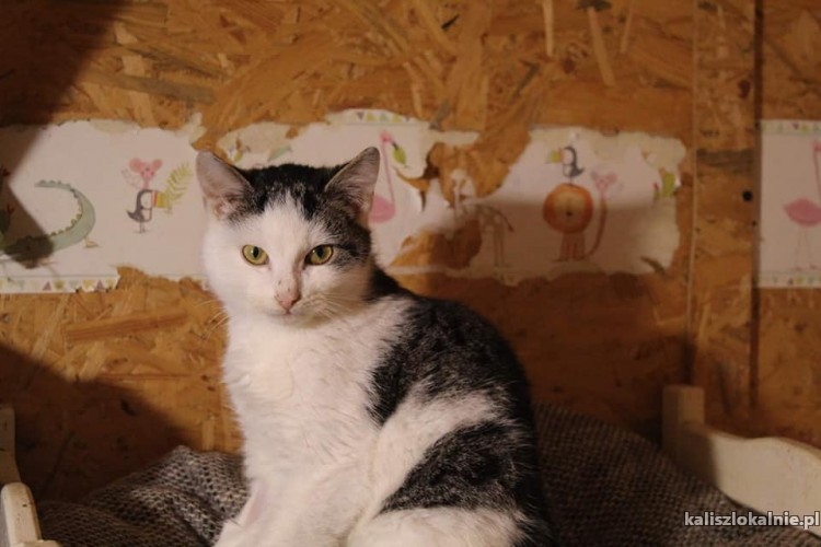 spokojna-przyjazna-koteczka-penia-do-pokochania-48551-sprzedam.jpg