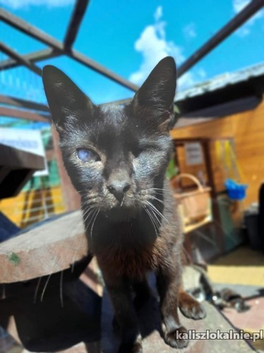 marcys-niesamowita-przylepa-odwazny-wesoly-kotek-48553-sprzedam.jpg