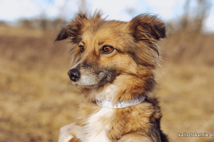 malenka-izi-wspaniala-sunia-szuka-domu-48558-psy.jpg