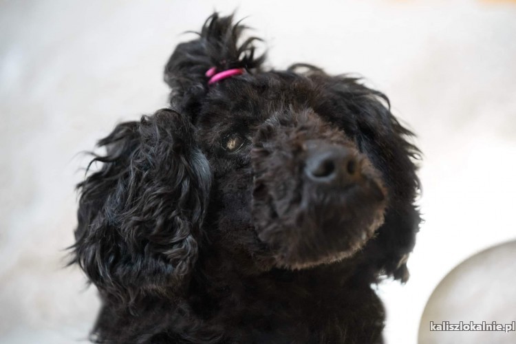 pudka-przyjazna-dojrzala-sunia-pudel-mix-do-adopcji-48577-kalisz.jpg