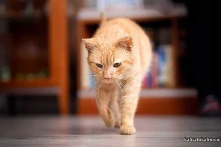 rudi-ruda-pieknosc-wesoly-kotek-szuka-domu-48581-kalisz.jpg