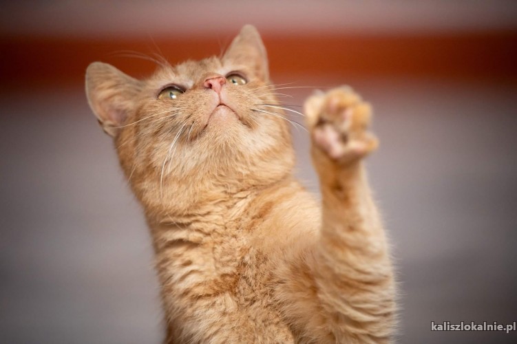 rudi-ruda-pieknosc-wesoly-kotek-szuka-domu-48581-sprzedam.jpg