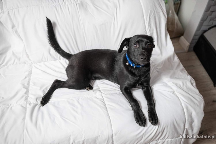 8-miesieczny-minilabek-wesoly-domowy-blaki-do-adopcji-48586-kalisz.jpg