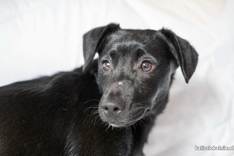 8-miesieczny-minilabek-wesoly-domowy-blaki-do-adopcji-48586-psy.jpg